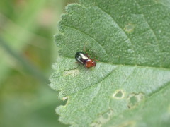 Podagrica fuscicornis