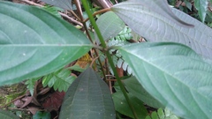 Mussaenda parviflora