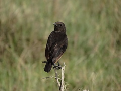 Myrmecocichla aethiops