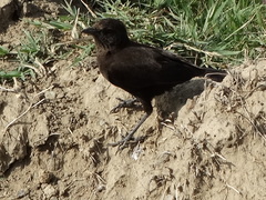 Myrmecocichla aethiops