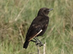 Myrmecocichla aethiops
