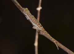 Lygodactylus tolampyae