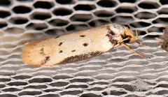 Philobota thiocrossa