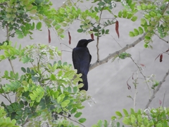 Corvus macrorhynchos culminatus