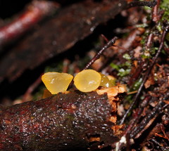 Heterotextus miltinus