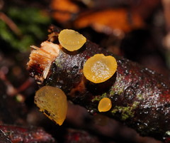 Heterotextus miltinus