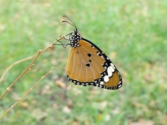 Danaus chrysippus