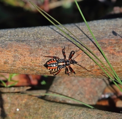 Rhynocoris cuspidatus