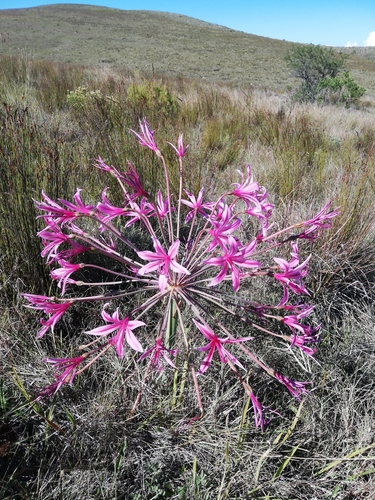 Brunsvigia grandiflora