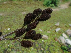 Alnus nepalensis