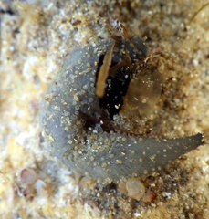 Neoamphicyclus mutans