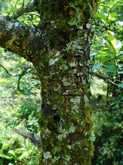 Alnus nepalensis