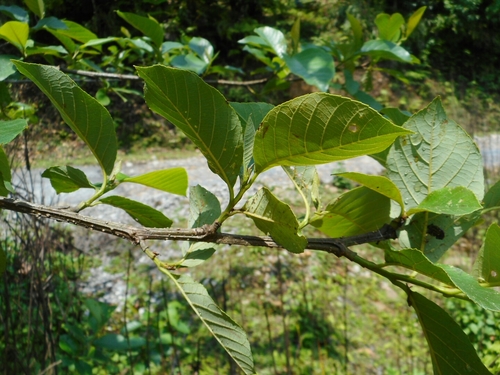 Image of Alnus nepalensis by (c) Eugene Popov, some rights reserved (CC BY)
