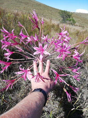 Brunsvigia grandiflora