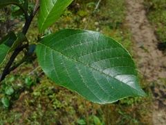 Alnus nepalensis