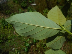 Alnus nepalensis