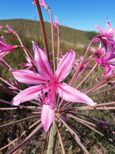 Brunsvigia grandiflora