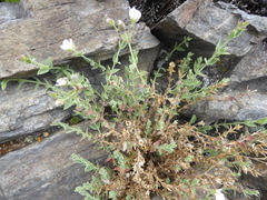 Drymaria stereophylla