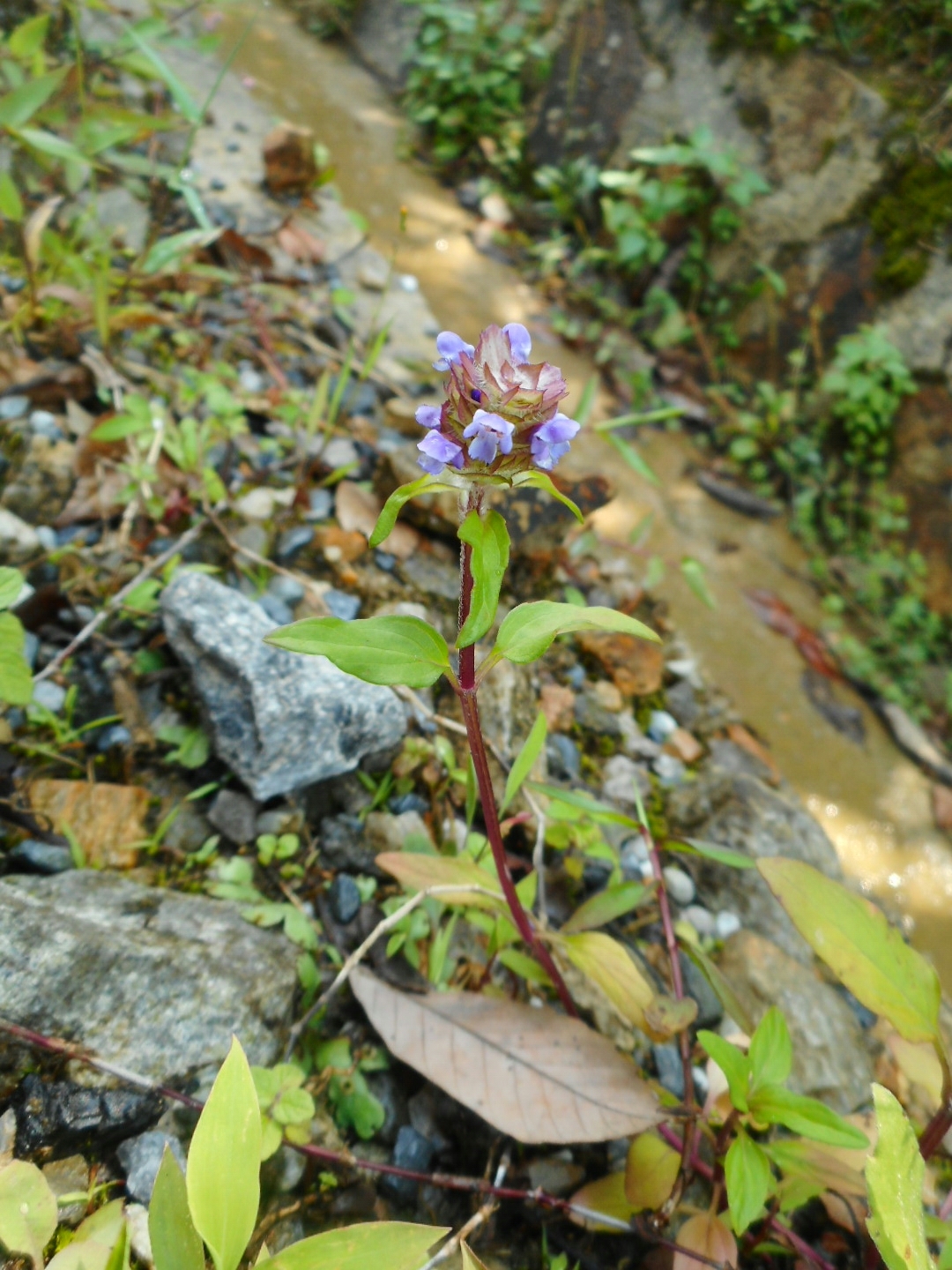 Prunella vulgaris — ảnh 3