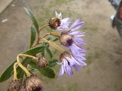 Diplostephium pulchrum