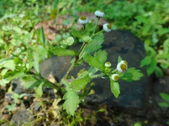 Dichrocephala integrifolia