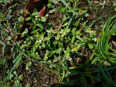 Dichrocephala integrifolia