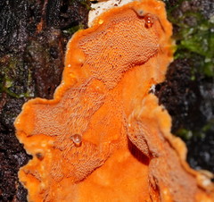 Gloeoporellus merulinus