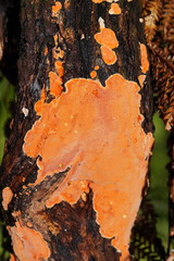 Gloeoporellus merulinus