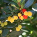Arbutus unedo - Photo (c) majo00,  זכויות יוצרים חלקיות (CC BY-NC), uploaded by Mary Joyce
