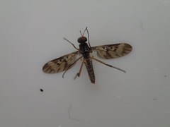 Sylvicola neozelandicus