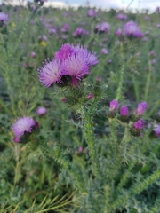 Carduus tenuiflorus