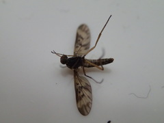 Sylvicola neozelandicus