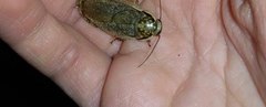 Nauphoeta cinerea