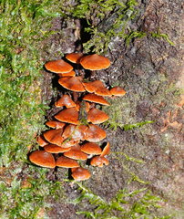 Kuehneromyces brunneoalbescens
