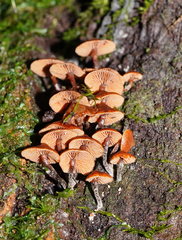 Kuehneromyces brunneoalbescens