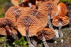 Kuehneromyces brunneoalbescens