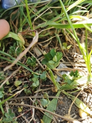 Trifolium dubium