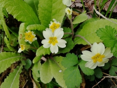 Primula vulgaris