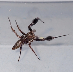 Portia albimana