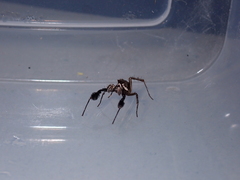 Portia albimana