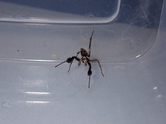 Portia albimana