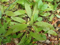 Plantago raoulii