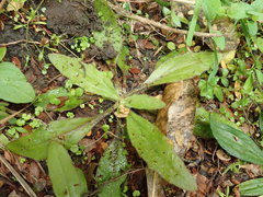 Plantago raoulii