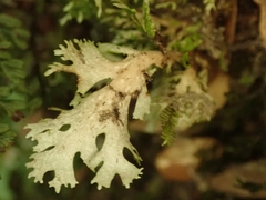Pseudocyphellaria multifida
