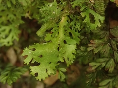 Pseudocyphellaria multifida
