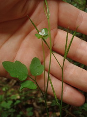 Cardamine dolichostyla