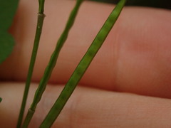 Cardamine dolichostyla