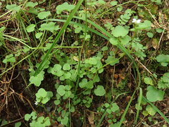 Cardamine dolichostyla