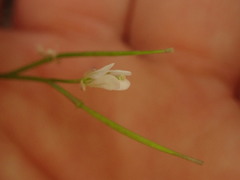Cardamine dolichostyla