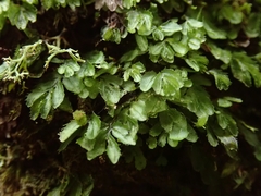 Hymenophyllum minimum